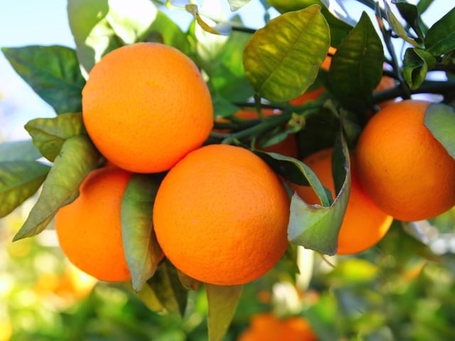 orange-val-copy-1.jpg