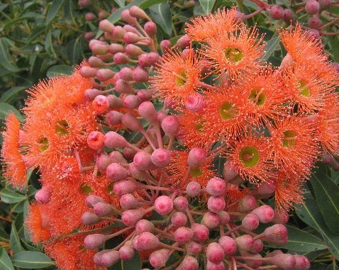 orange flowering gum.png