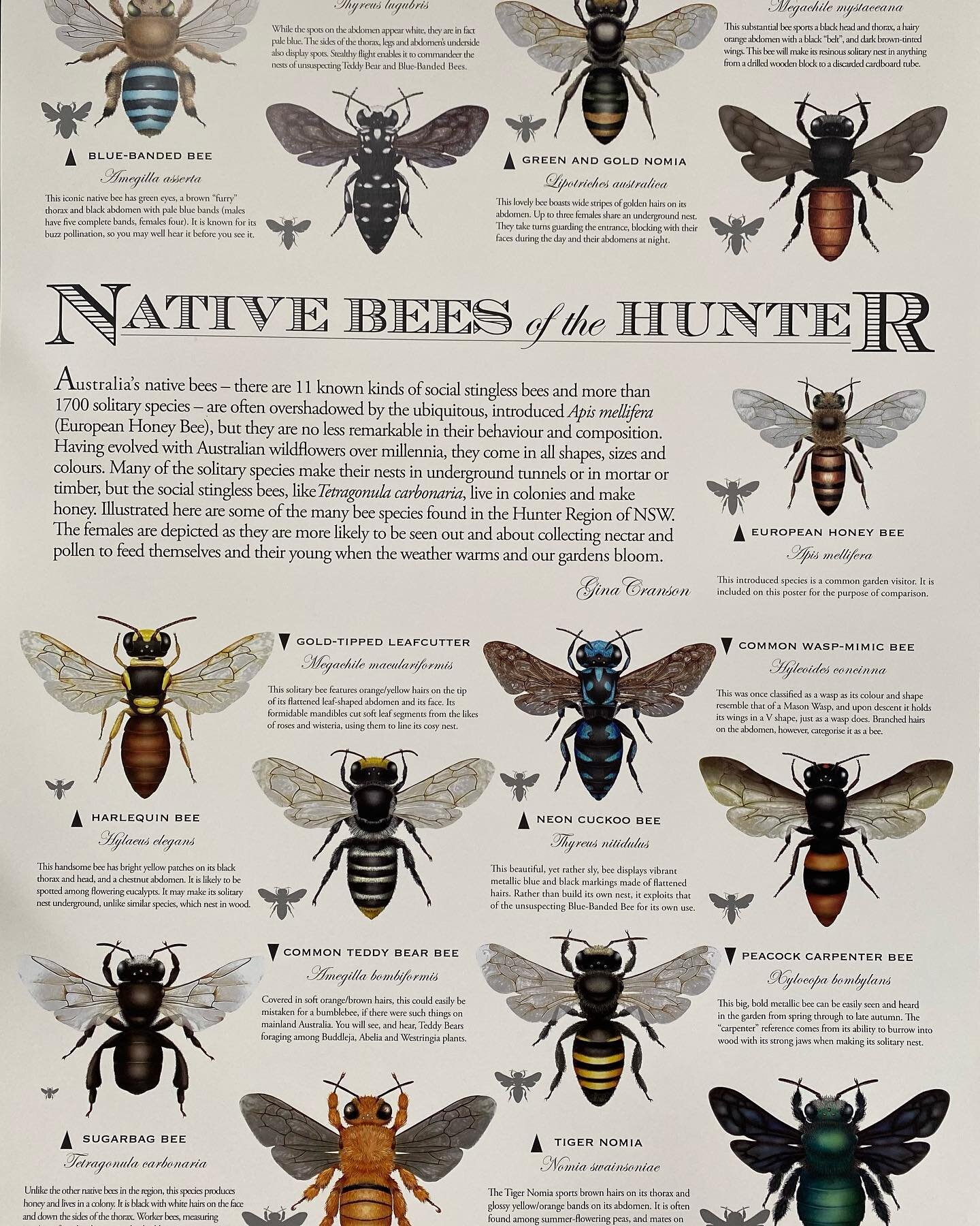 New in-store- beautiful posters highlighting the wide range of local native bees of the Hunter. Designed and illustrated by a local Hunter Artist, Gina Cranson. 🐝Just gorgeous. 🐝perfect gift  for the bee enthusiasts.🐝identify our local bees.🐝 gre