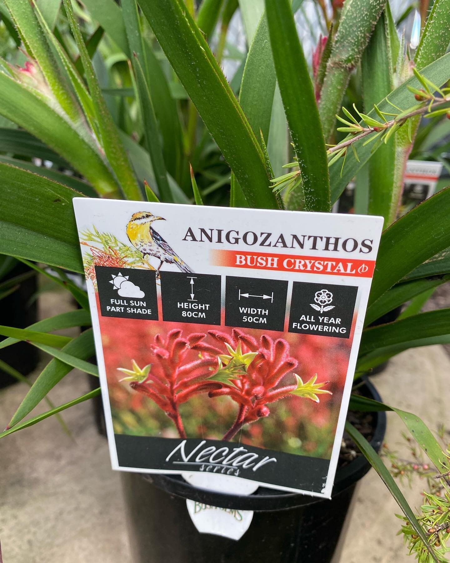 More native plants suitable for cut flowers. #nativecutflowers #dungognursery #countryelegancegardensgifts