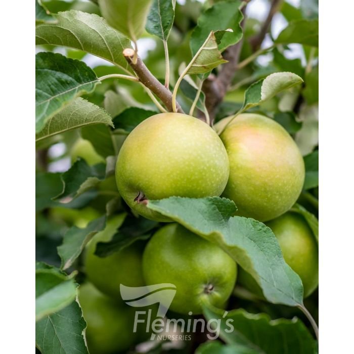 Apple Dwf Granny Smith