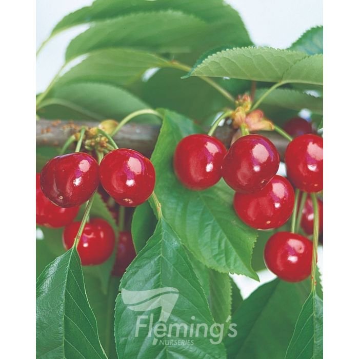 Cherry Trixzie Crimson miniature cherry