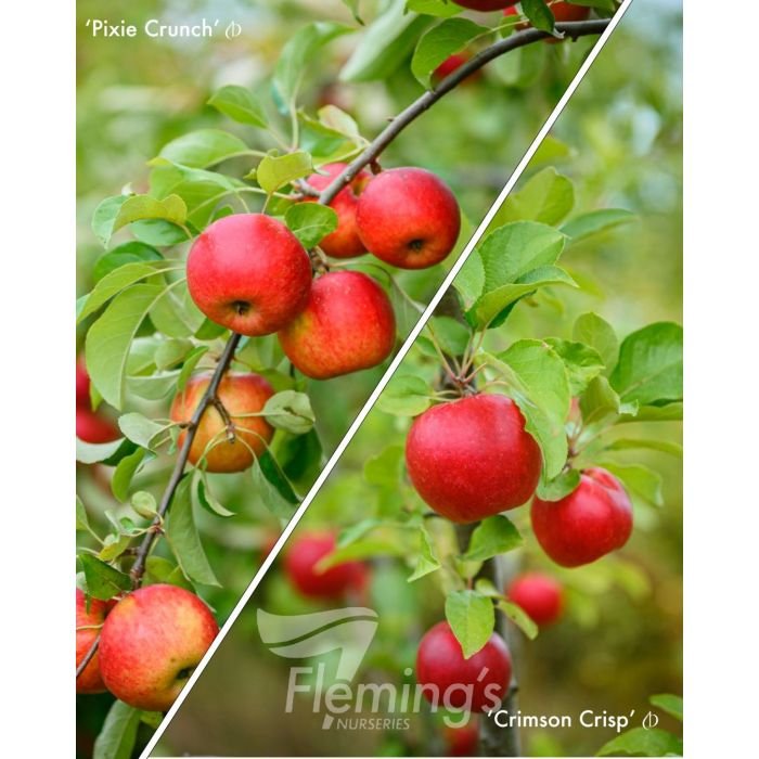 2 way Apple easy care Crimson Crisp