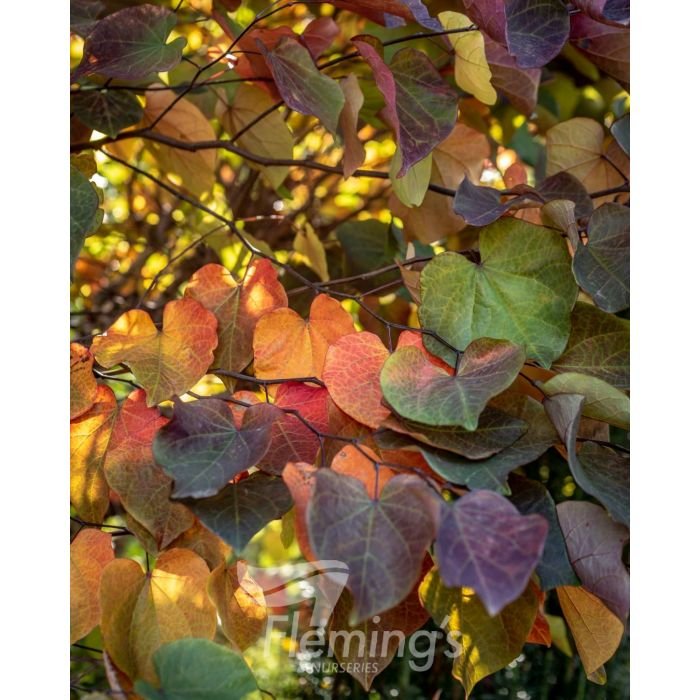 Cercis Forest Pansy