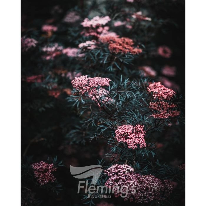 Sambucus Nigra" Black Lace"