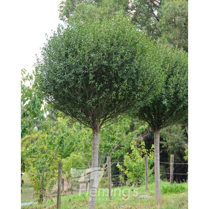Prunus fruiticosa "Globosa" Tall Standard