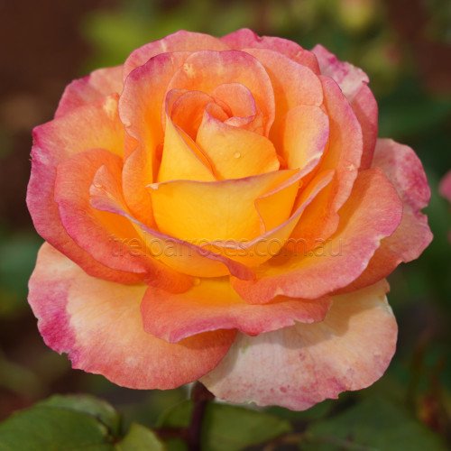 Jubilee Rose