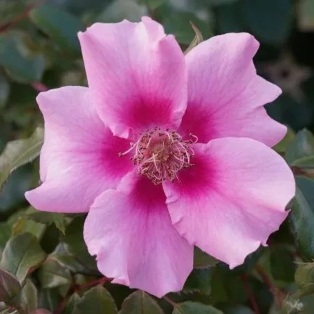 See You in Pink (NEW)