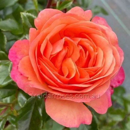 Coral Lion's Rose (NEW)