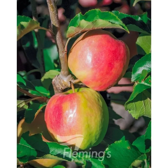 Dwarf Apple Pink Lady (Cripps Pink)