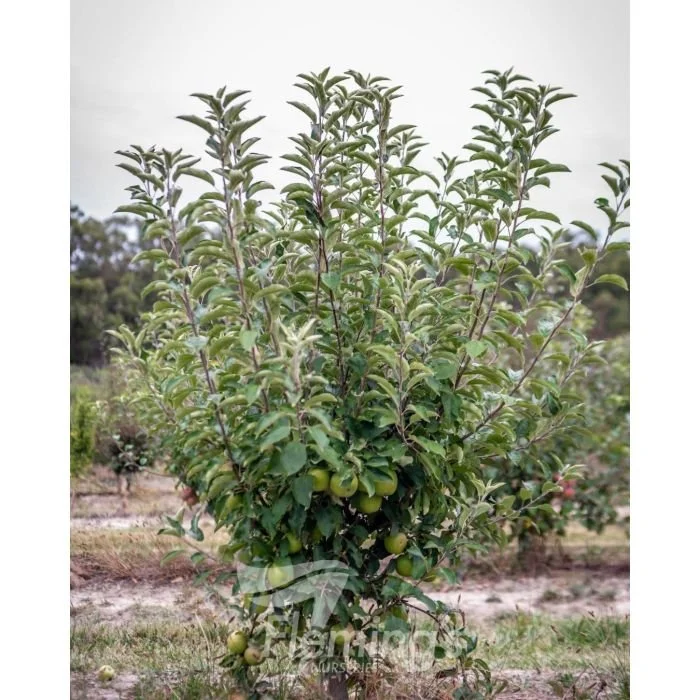 'Granny Smith' Apple