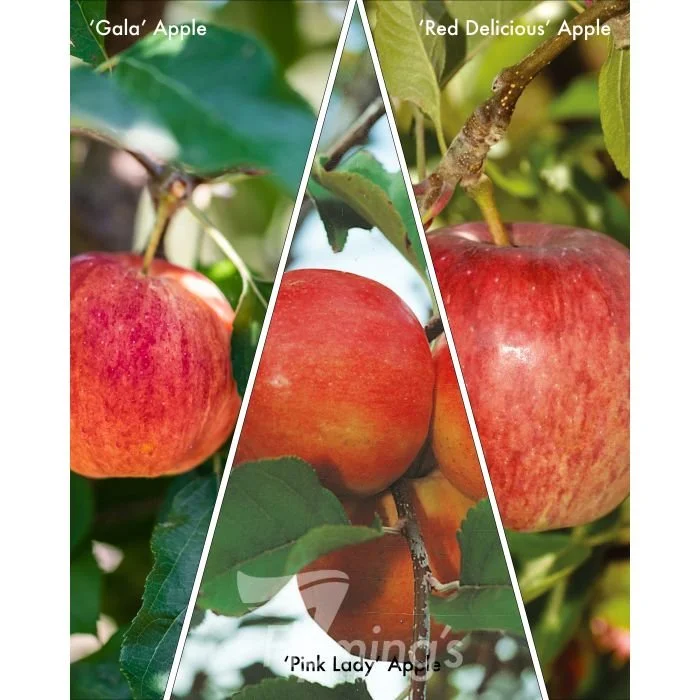 Gala' + 'Pink Lady + 'Red Delicious' 3 way Apple