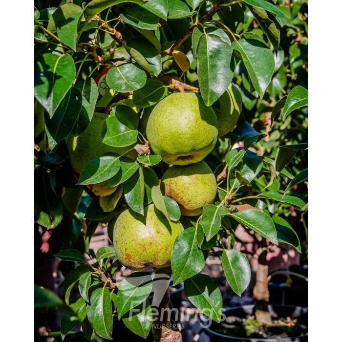 Trixzie® 'Pyvert' Miniature Pear