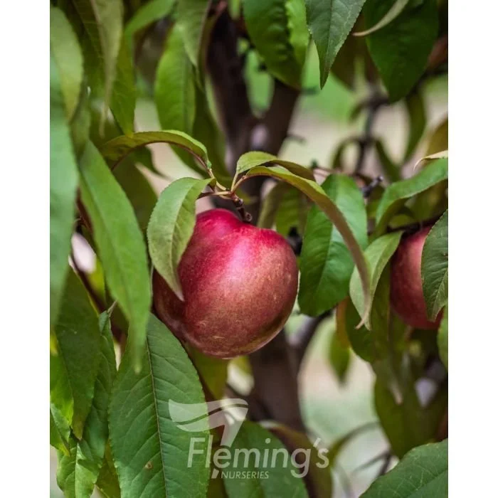 F2 Fruit® 'Sugar N Spice' icon Nectarine x Plum