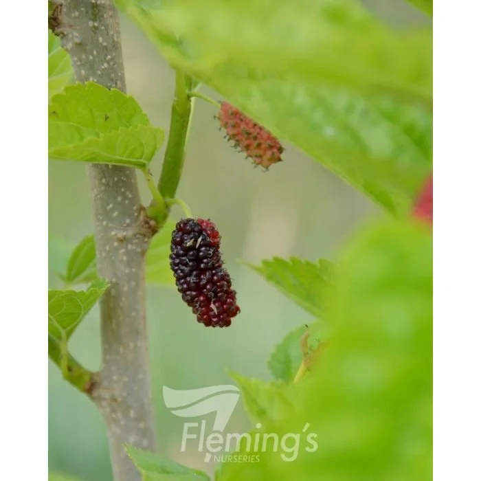 'Hicks Fancy' Mulberry