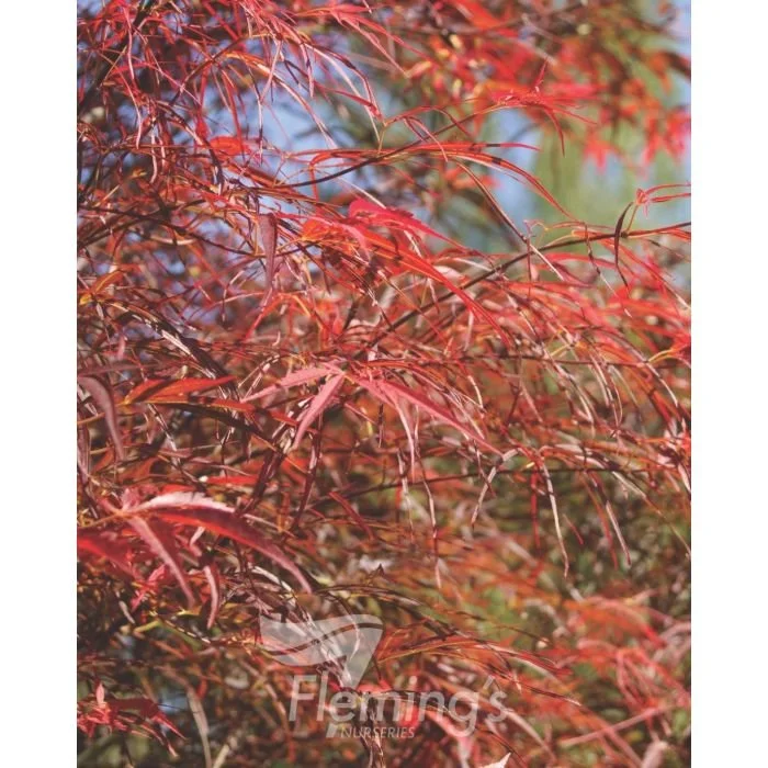 Acer palmatum  'Red Pygmy'