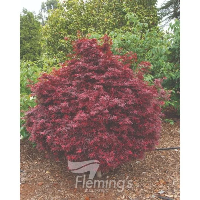 Acer palmatum  'Shaina'