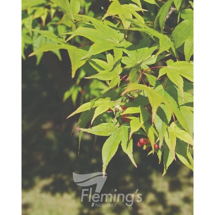 Acer palmatum Osakazuki