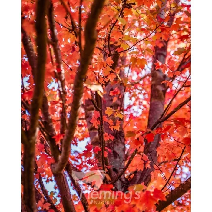 Acer rubrum  'PNI 0268' October Glory® Lipstick Tree
