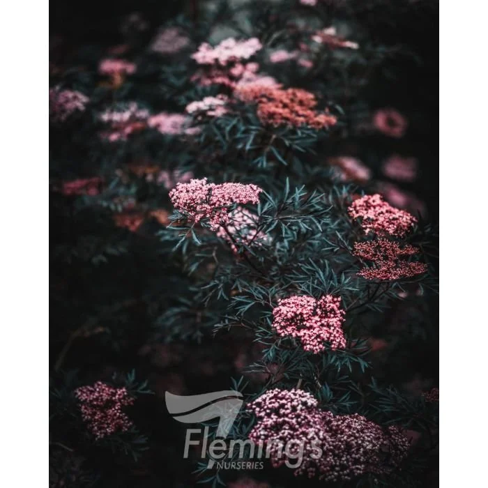Sambucus nigra 'Black Lace' icon