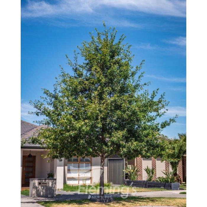 Quercus palustris 'Pin Oak'