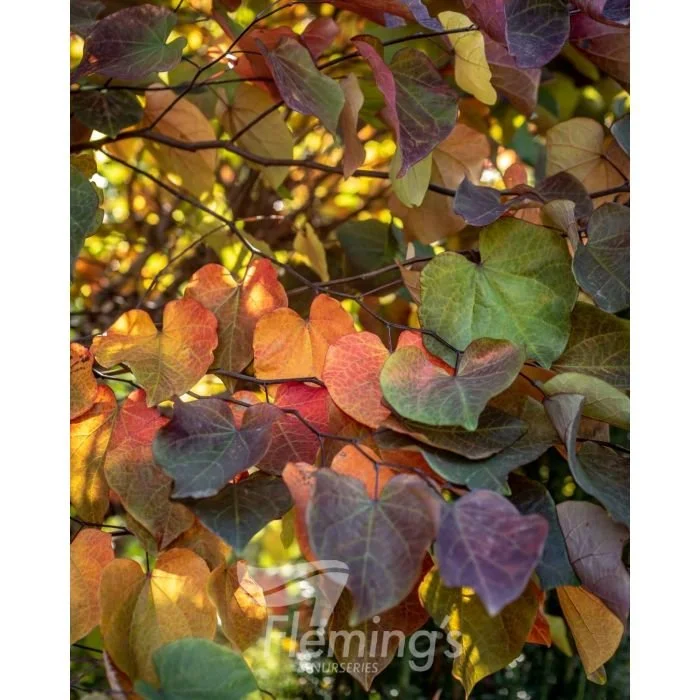 Cercis canadensis  'Forest Pansy' Enchanted Forest®