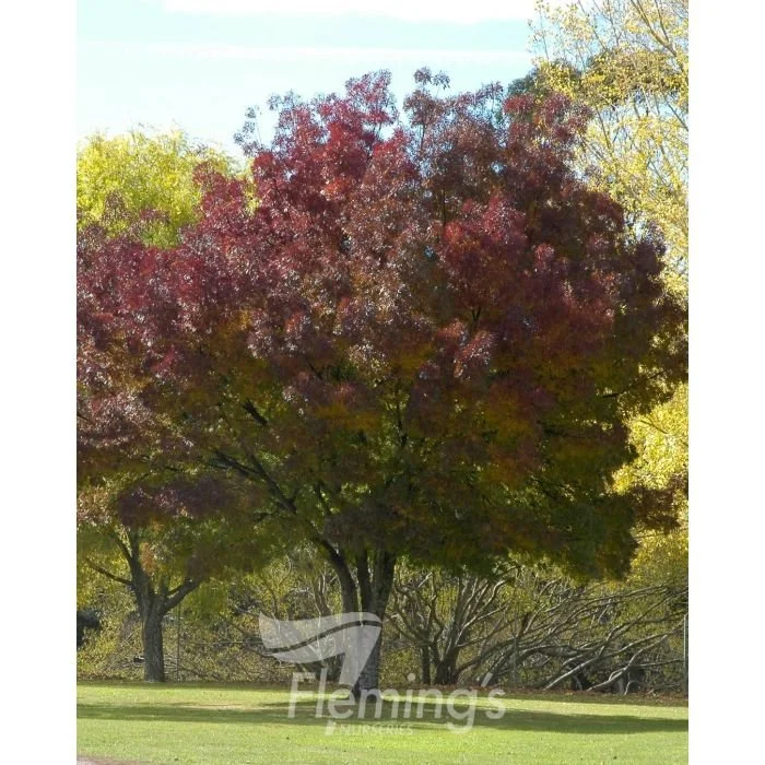 Fraxinus angustifolia 'Raywood'