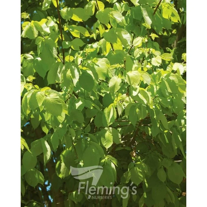 Ulmus glabra 'Lutescens'