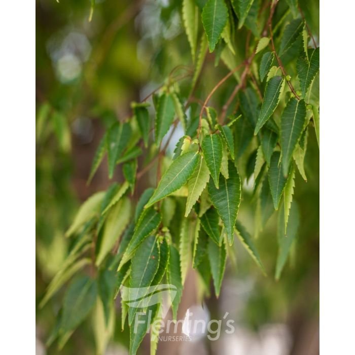 Zelkova serrata 'Green Vase'