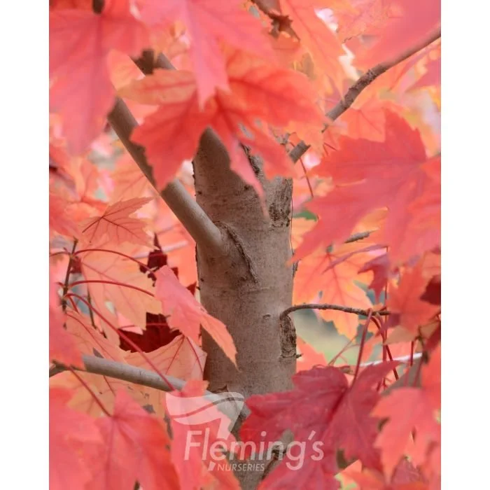Acer  x freemanii   'Jeffersred' Autumn Blaze® Lipstick Tree®