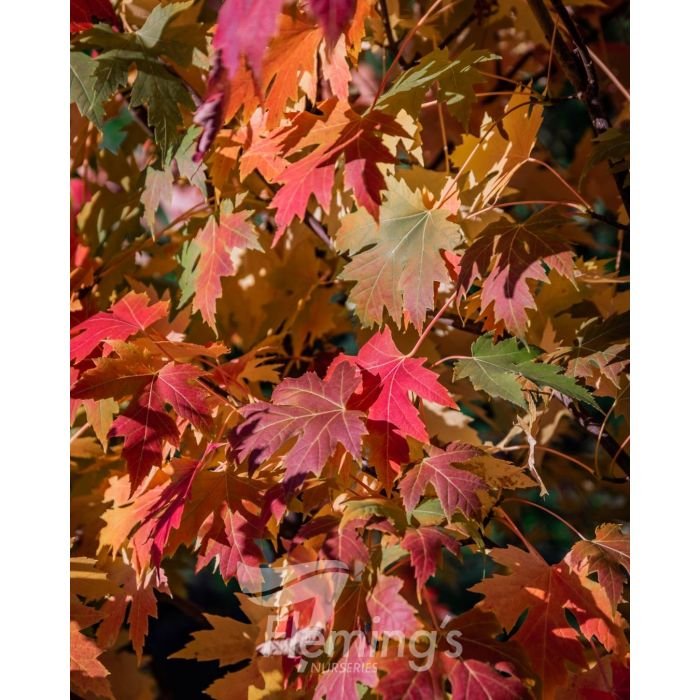 Acer  x freemanii  'Celzam' Celebration