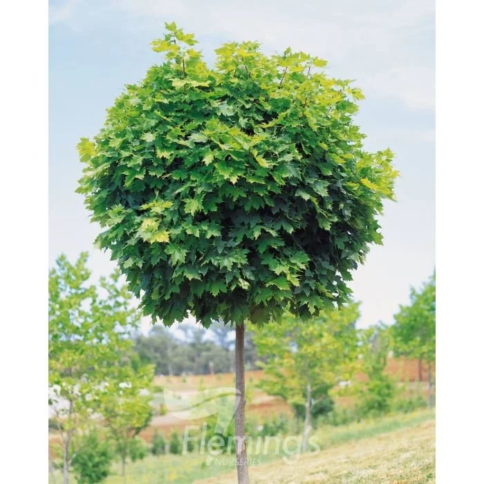 Acer platanoides 'Globosum'