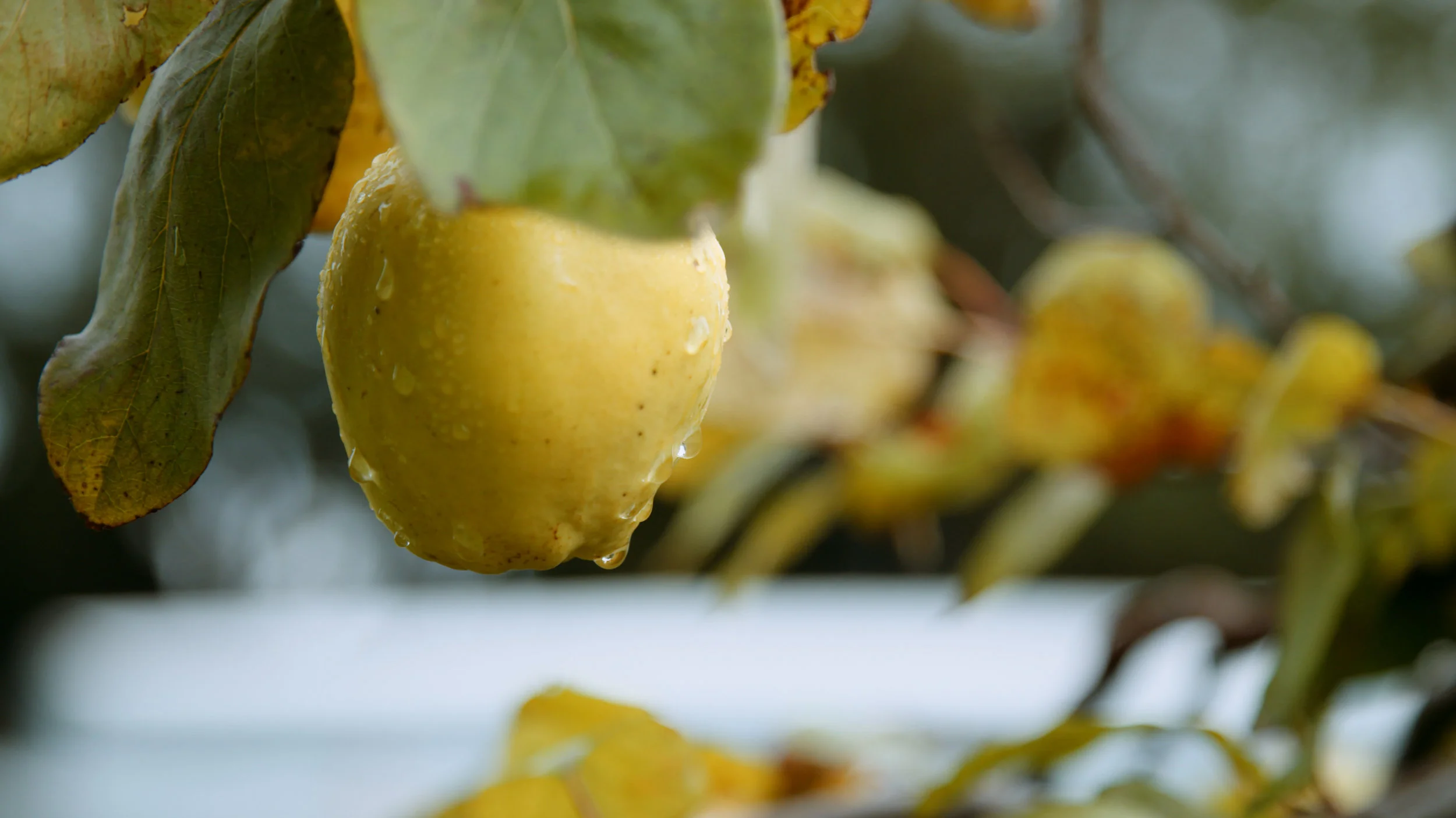 Strawberry Fare / Quinces Promo