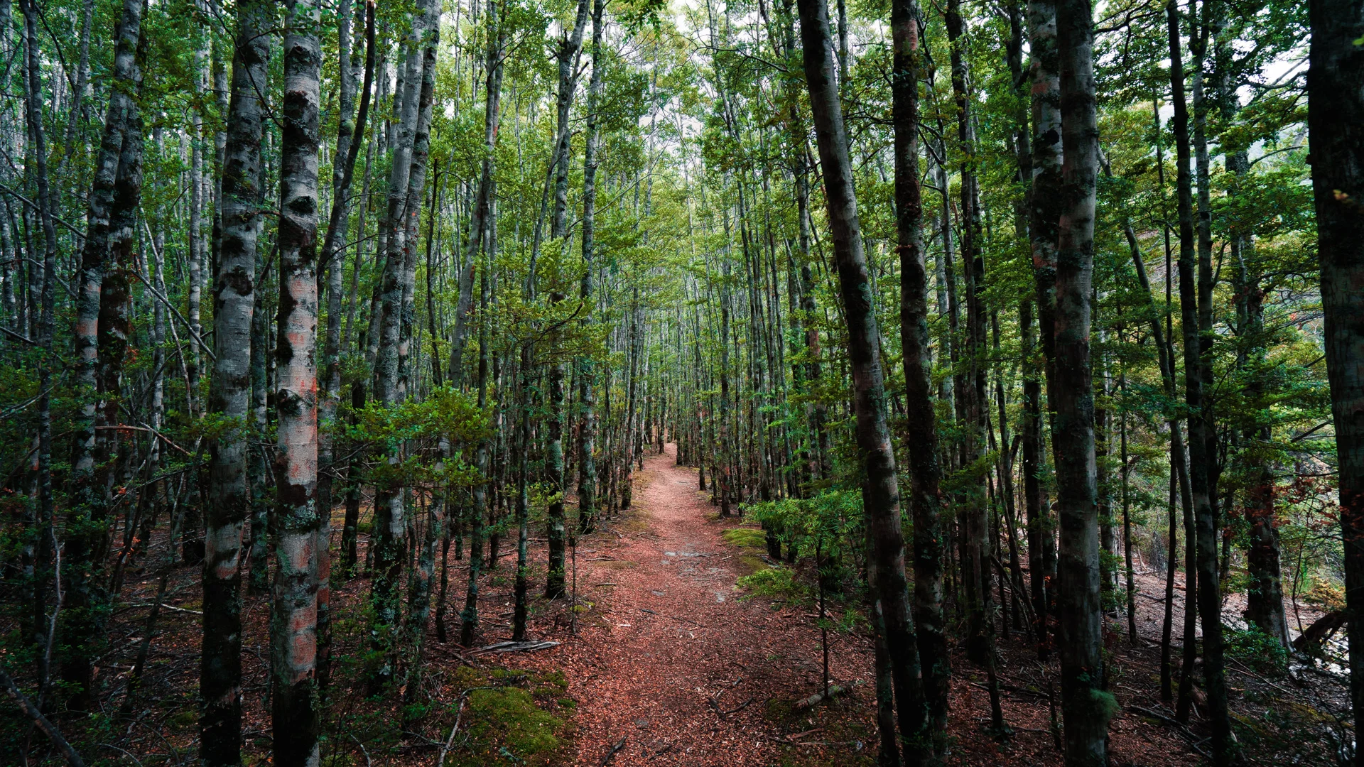 Beach Forrest, New Zealand