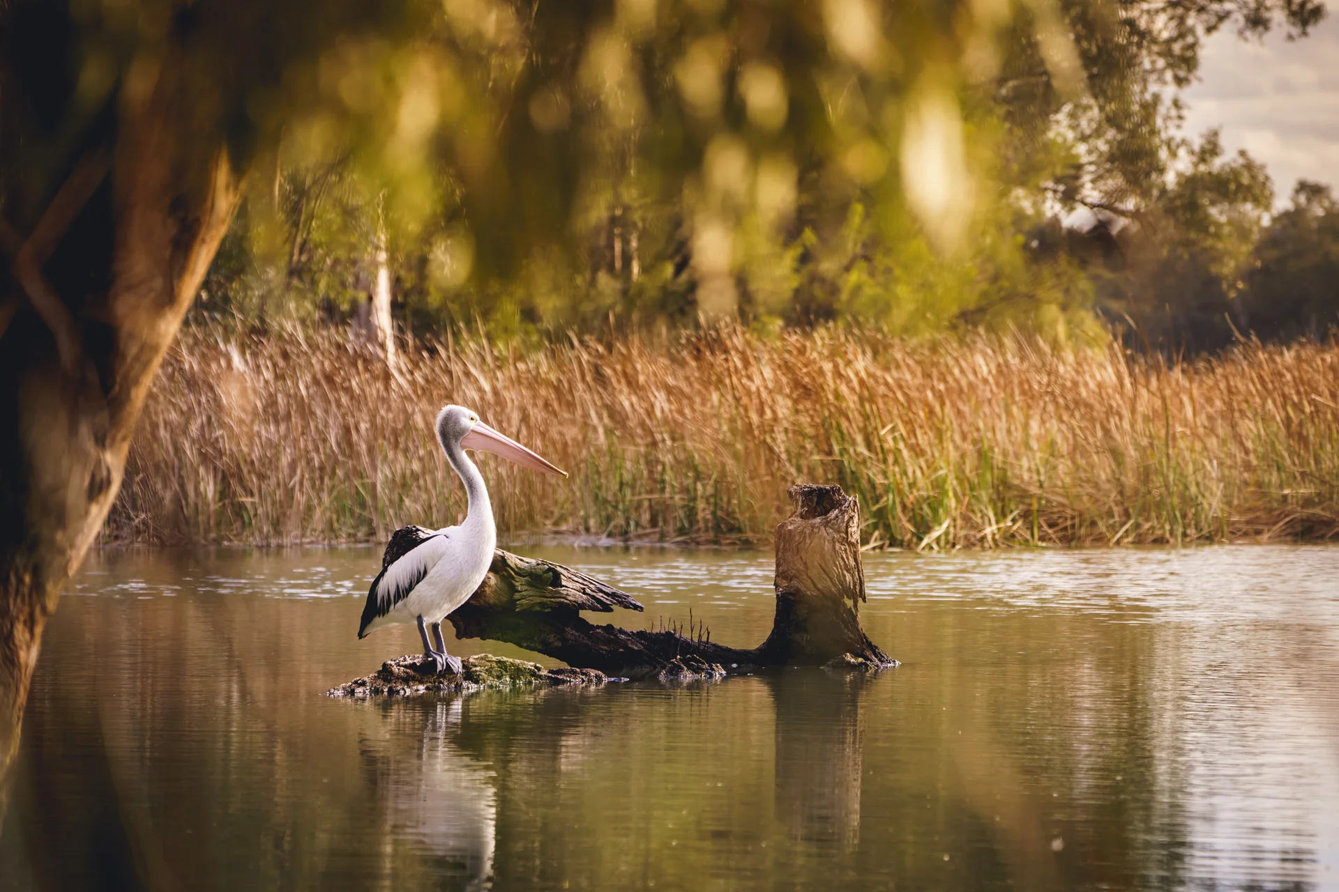 Kings Billabong, Nichols Point