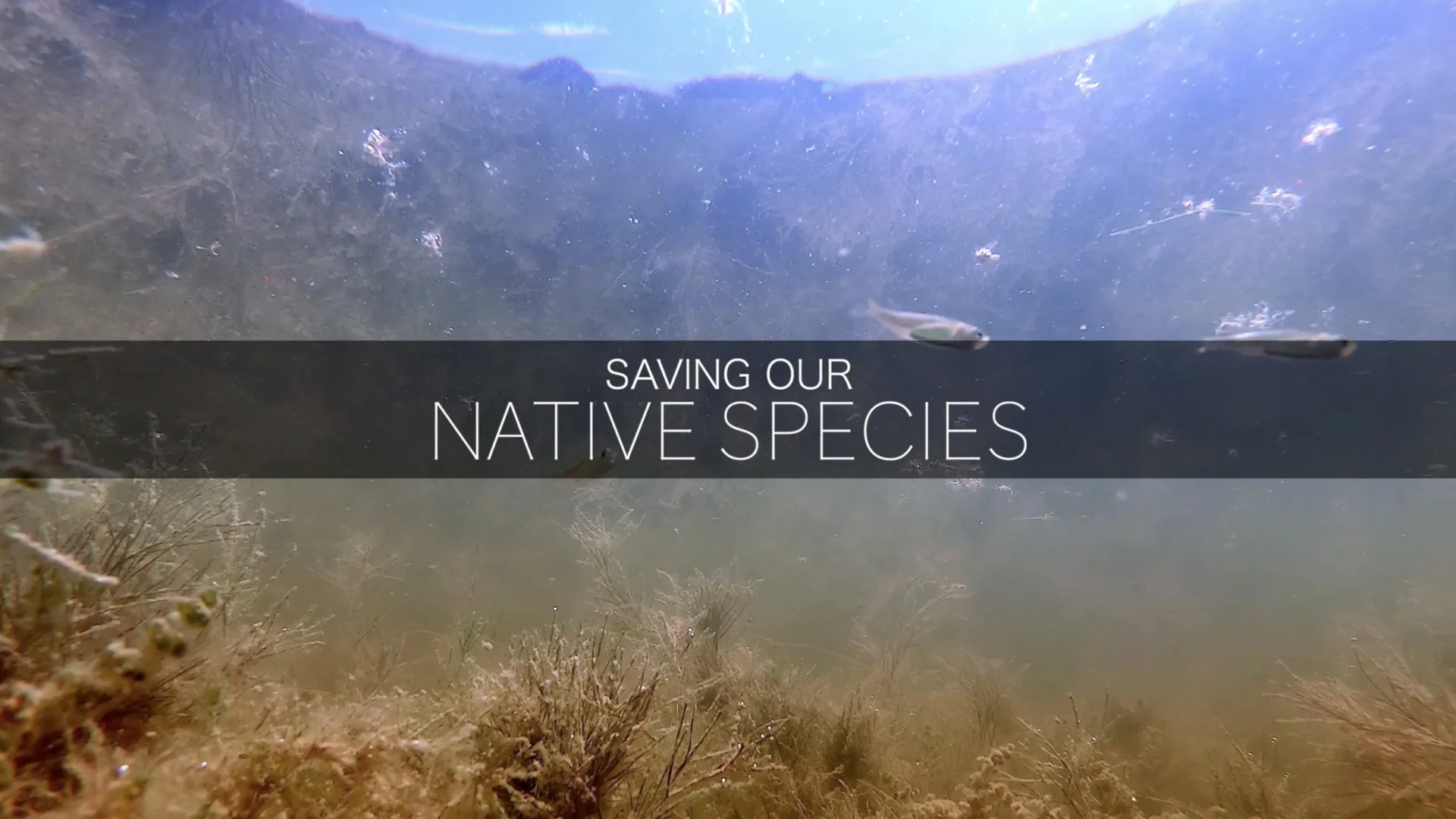 Millewa Pumping - Saving our Native Species