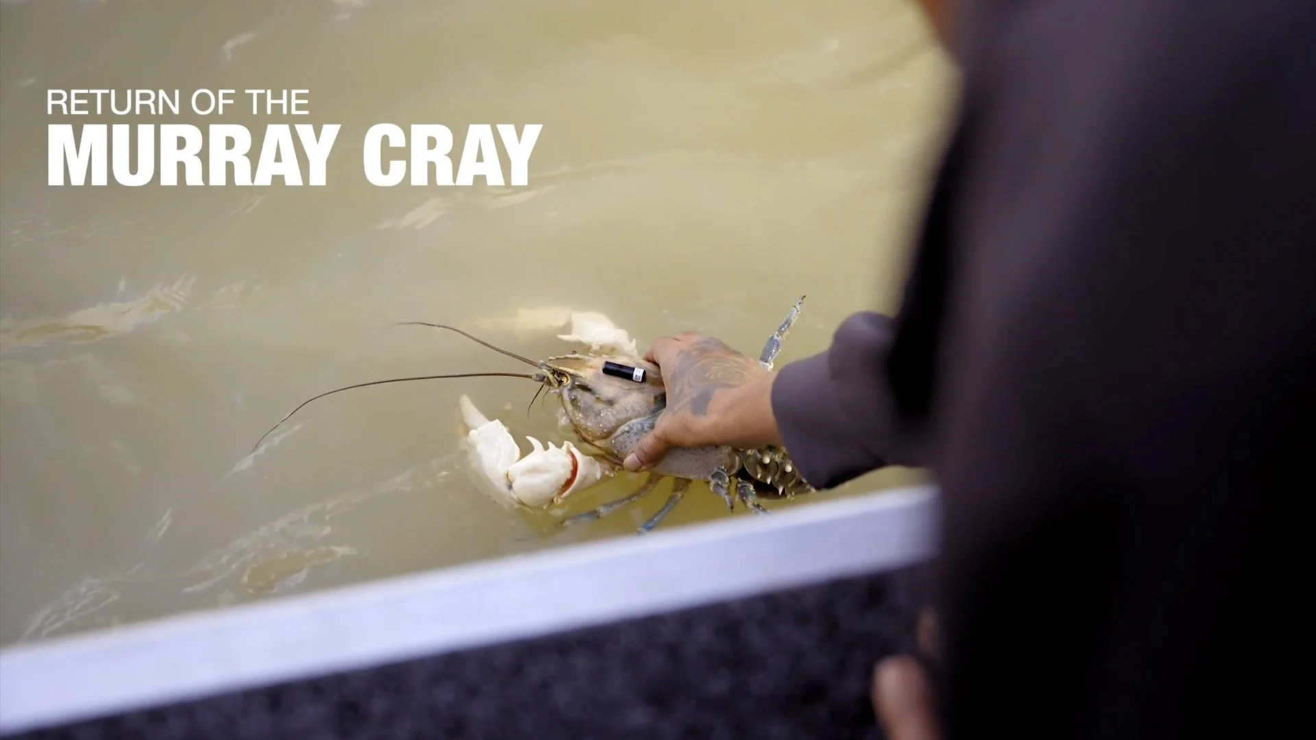 Nature Glenelg Trust - Return of the Murray Cray