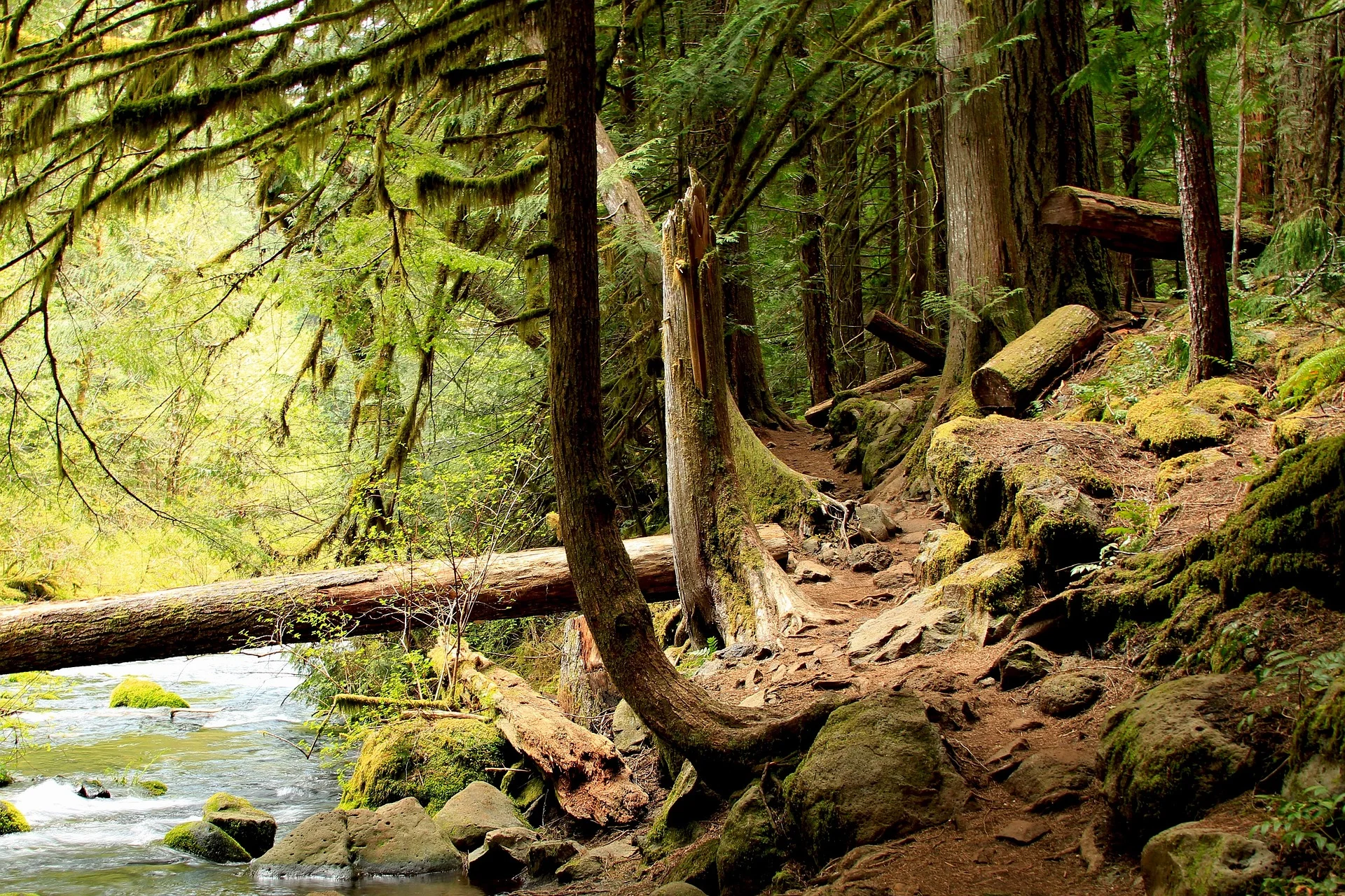 forest-3747489_1920.jpg