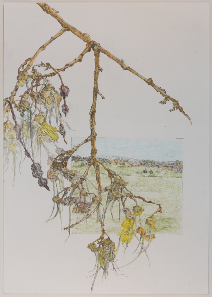 Flowering Coastal Kowhai SOLD