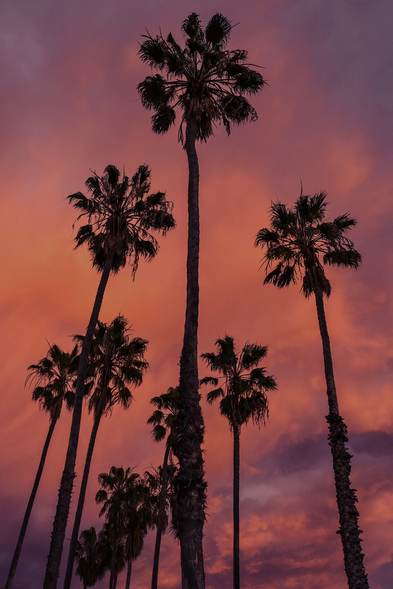 Palm.jpg
