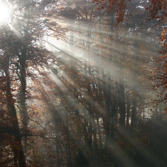 Morgenstimmung
