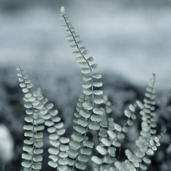 Asplenium