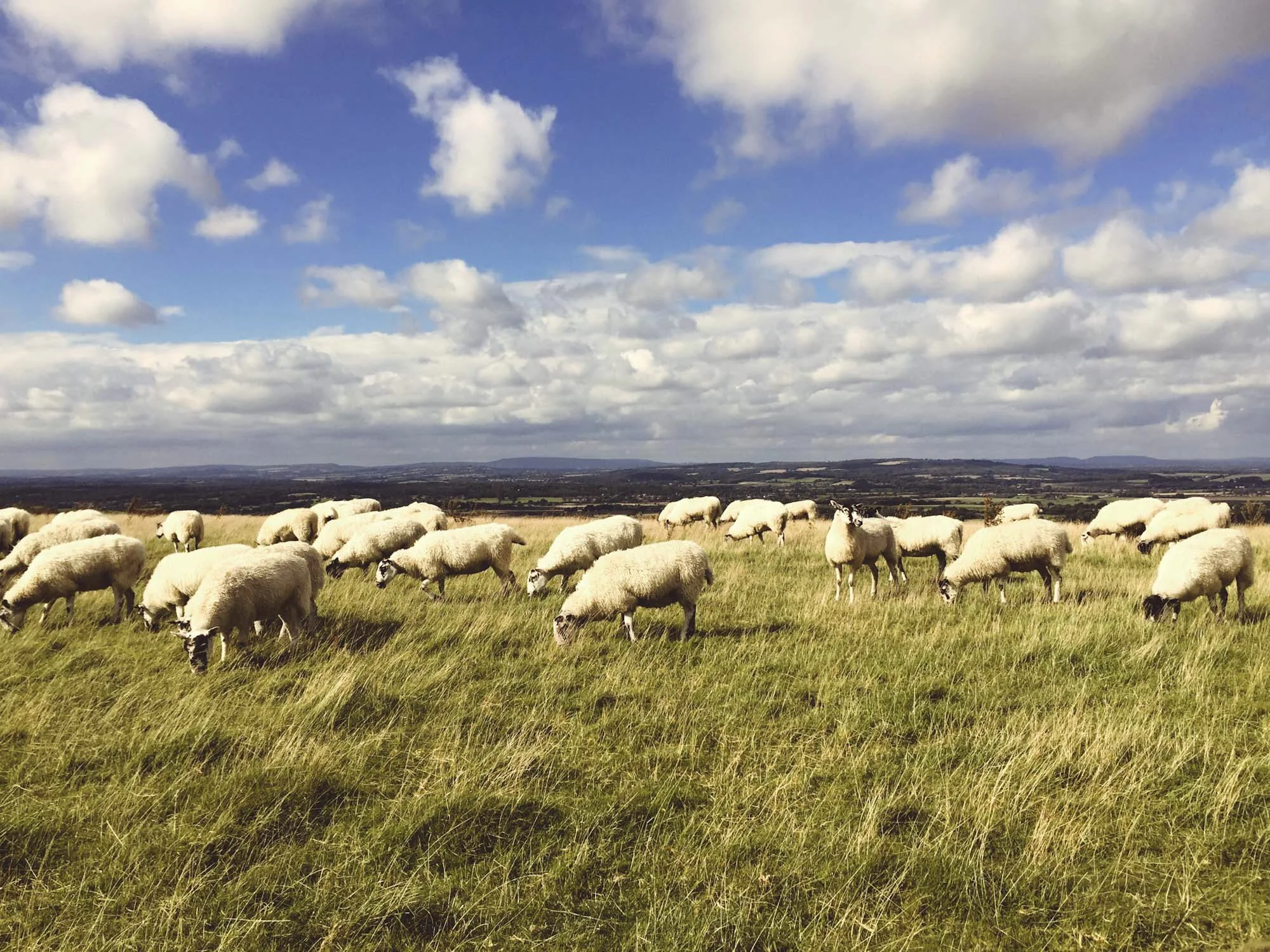 Sheep on the South Downs Way