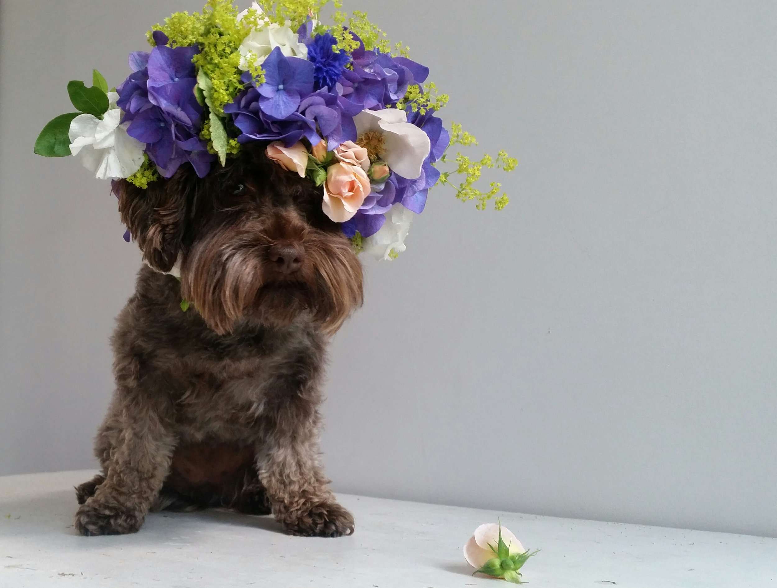 Hilda's homage to Sophie Gamand's Pit Bull Flower Crown campaign. Flowers by : Honeysuckle and Hilda Photo by: Claire Bowen