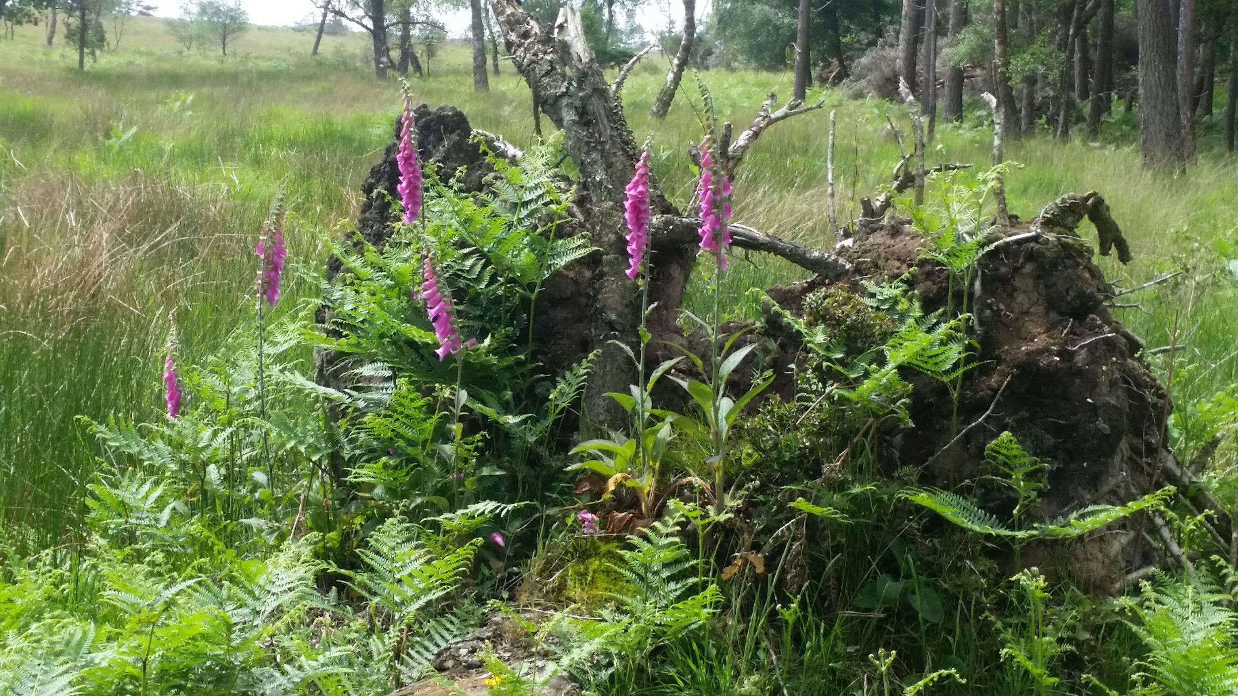 Foxgloves growing in the deepest New Forest. Photo by: Claire Bowen
