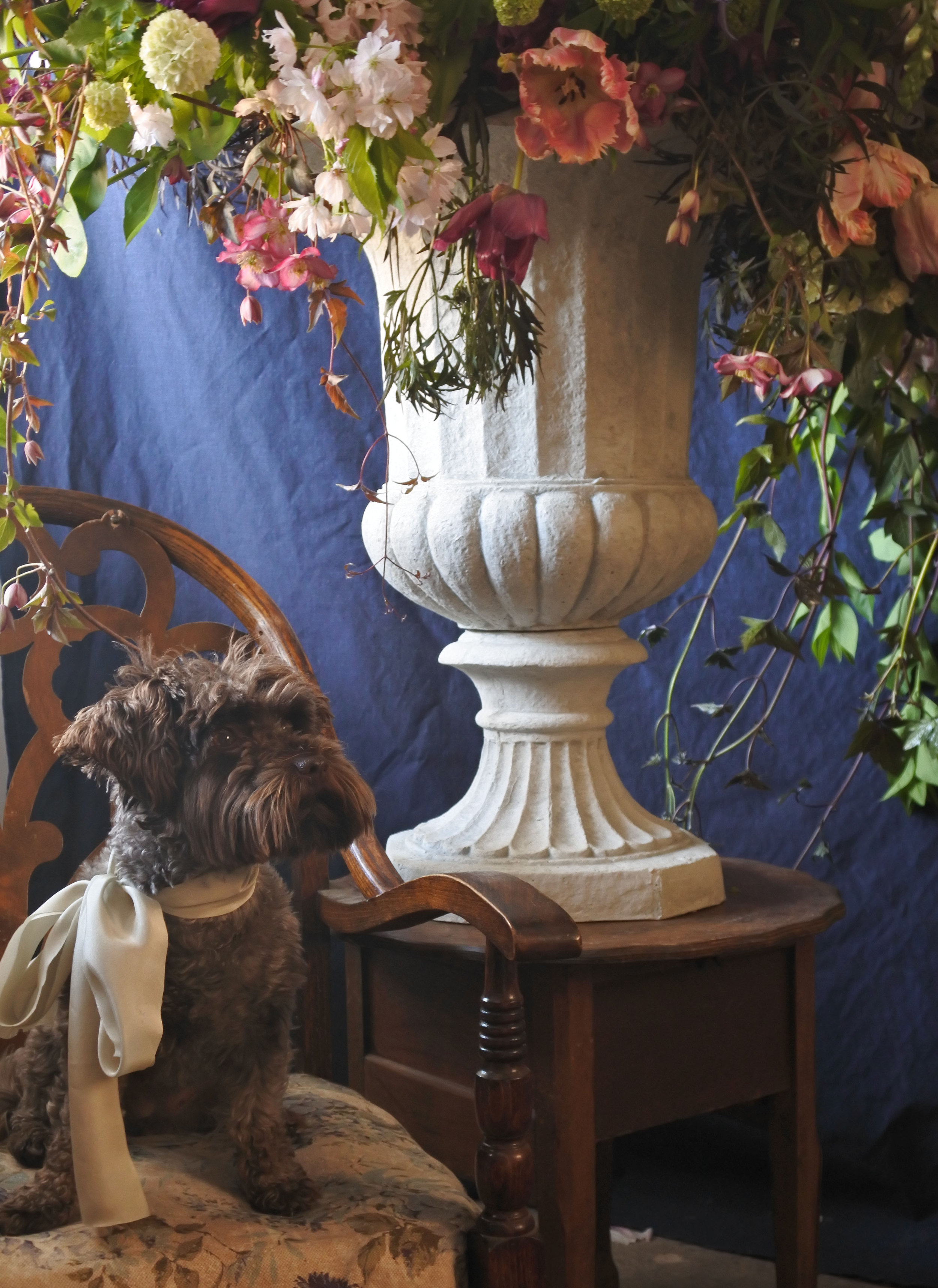 Hilda enjoying her role as top dog model at Miss Pickering's shop back in May. Flowers by: Honeysuckle and Hilda Photo by : Claire Bowen