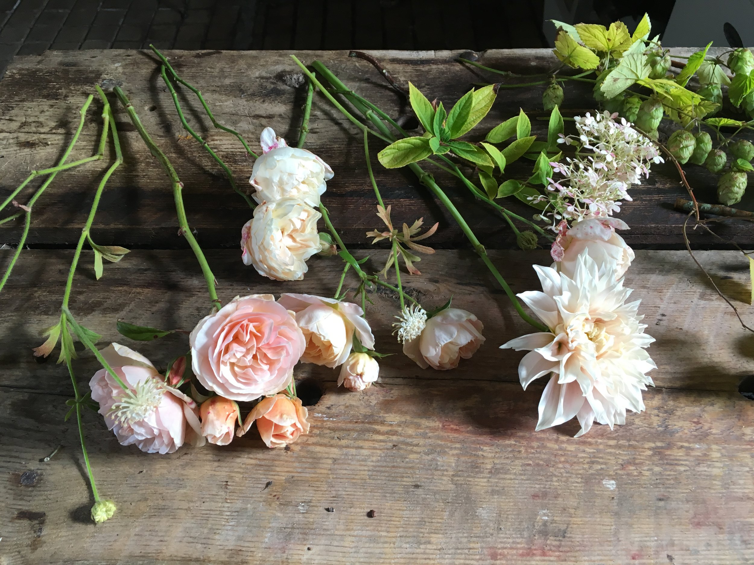 Flowers from The Blue Carrot's garden Photo by Claire Bowen