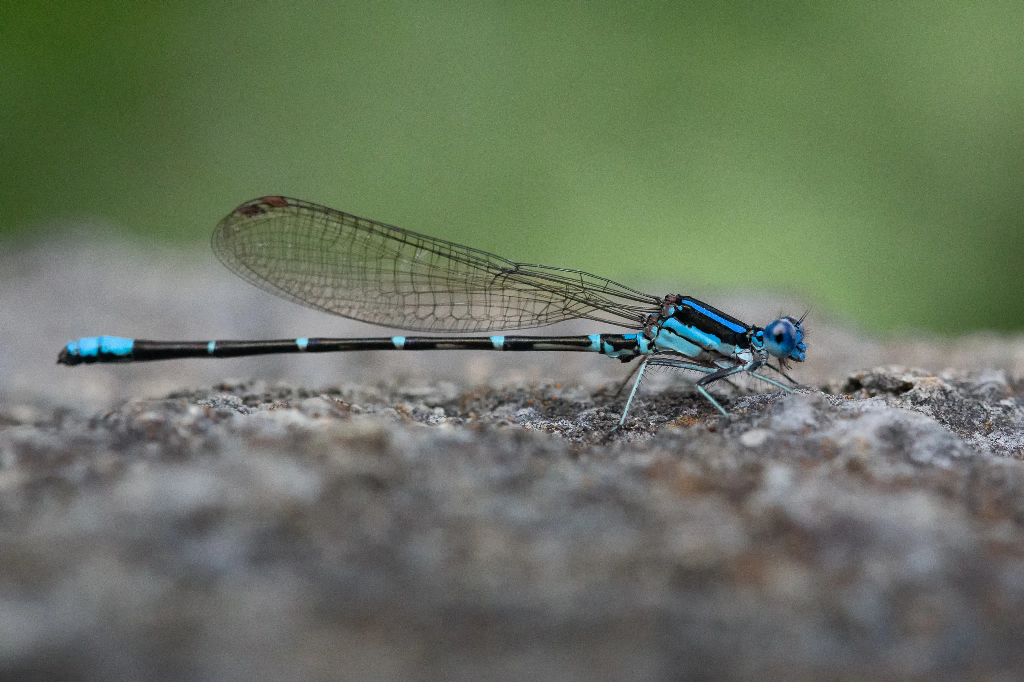 IMG_4113-Edit.jpg