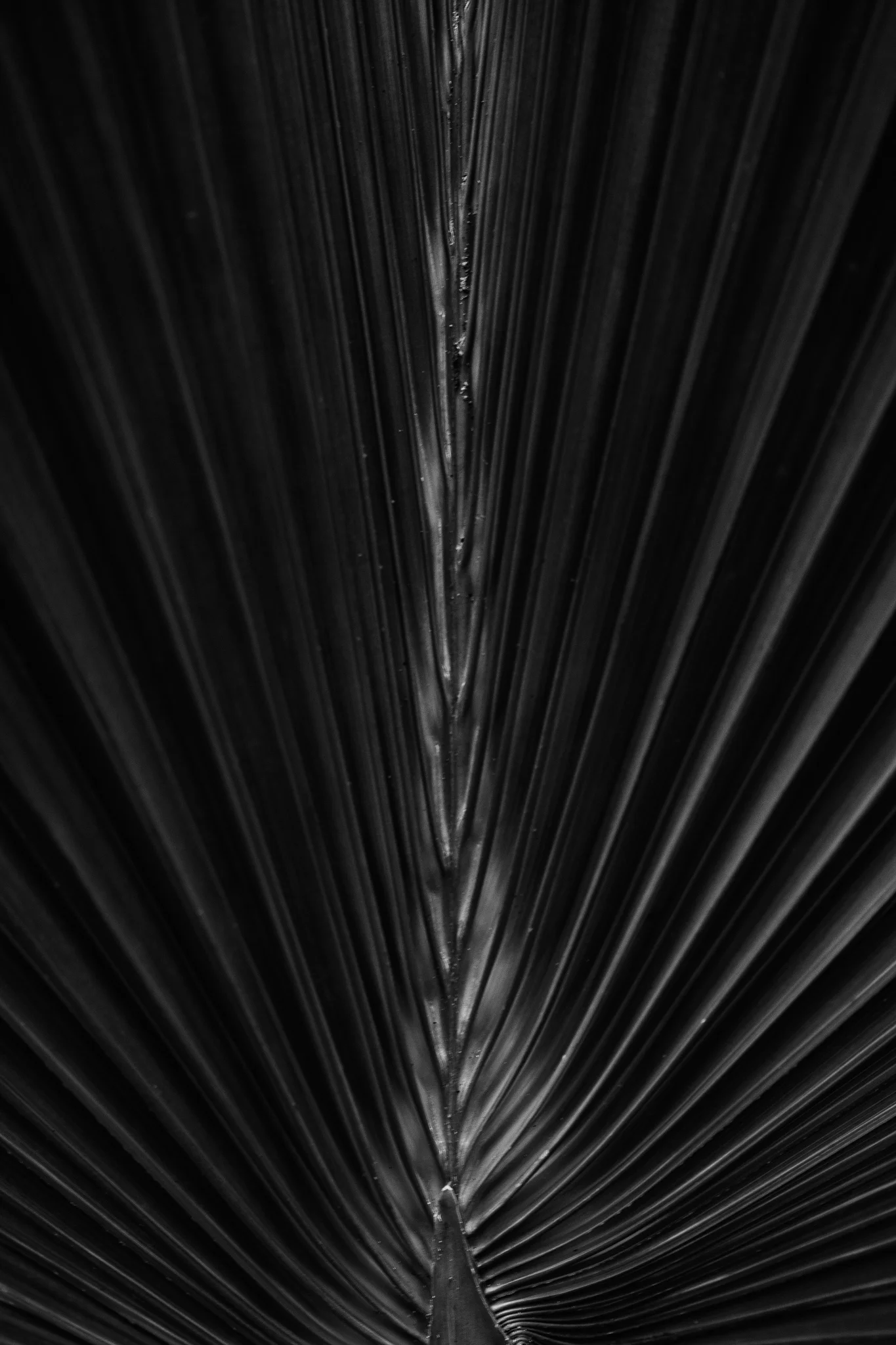 IMG_6939-mono.jpg