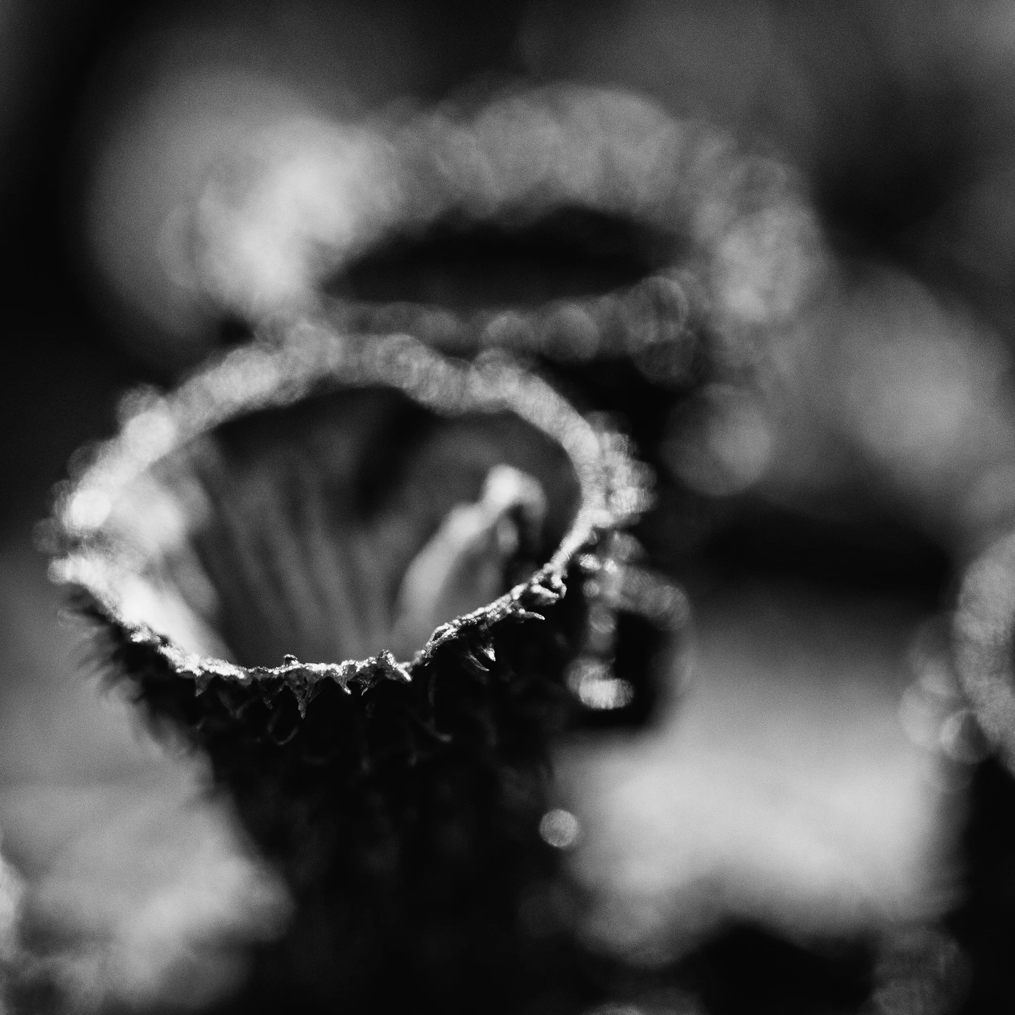 IMG_7992-Edit.jpg
